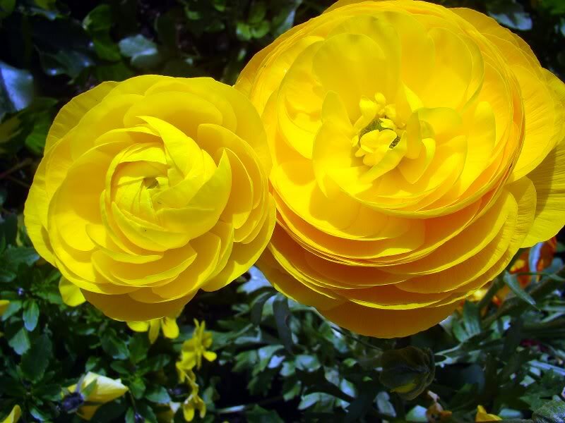 Yellow Ranunculus Flowers — Bright
