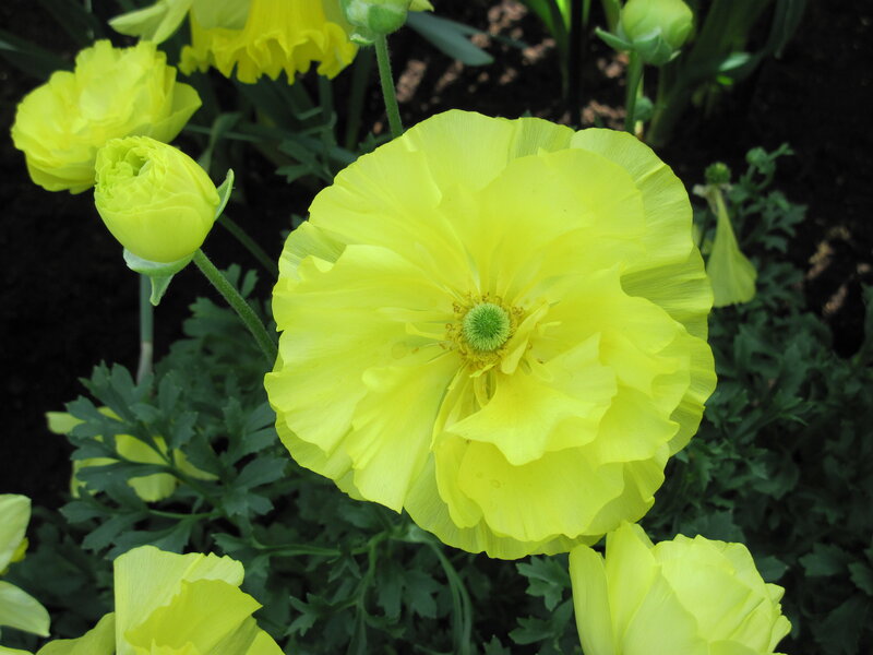 Yellow Ranunculus Flowers — Calm, Afternoon, Photograph