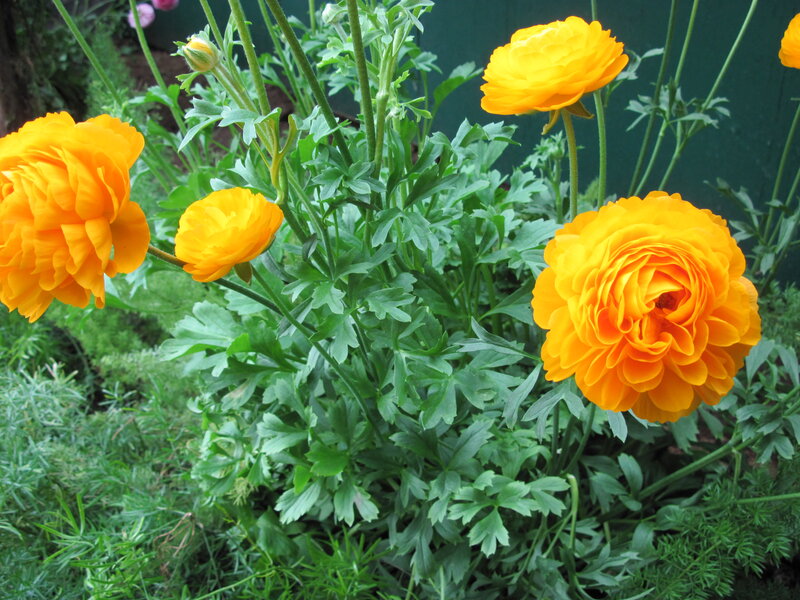 Yellow Ranunculus Flowers — Calm, Afternoon