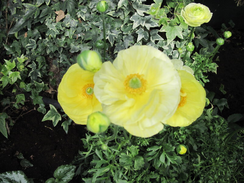 Yellow Ranunculus Flowers — Calm, Photograph, Buds