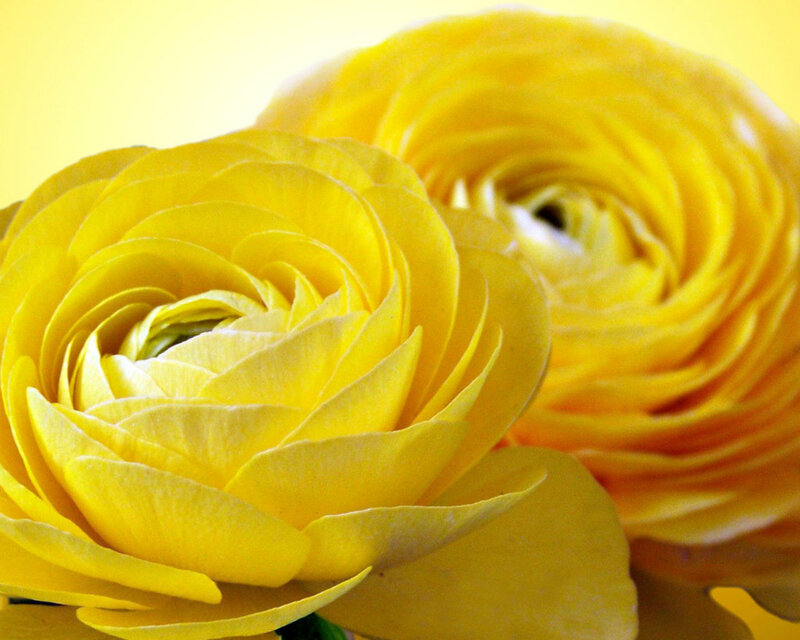 Yellow Ranunculus Flowers — Calm, Photograph, Flower