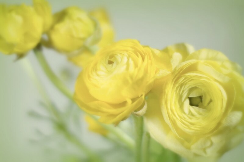 Yellow Ranunculus Flowers — Calm, Photograph