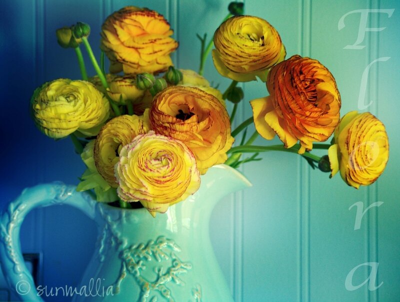 Yellow Ranunculus Flowers — Calm, Photograph, Vase
