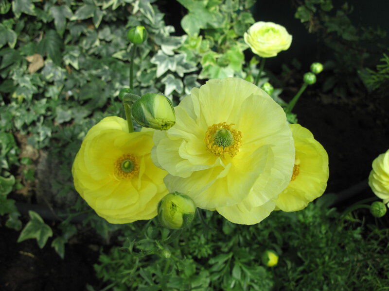 Yellow Ranunculus Flowers — Calm, Spring, Photograph, Buds, Green Leaves