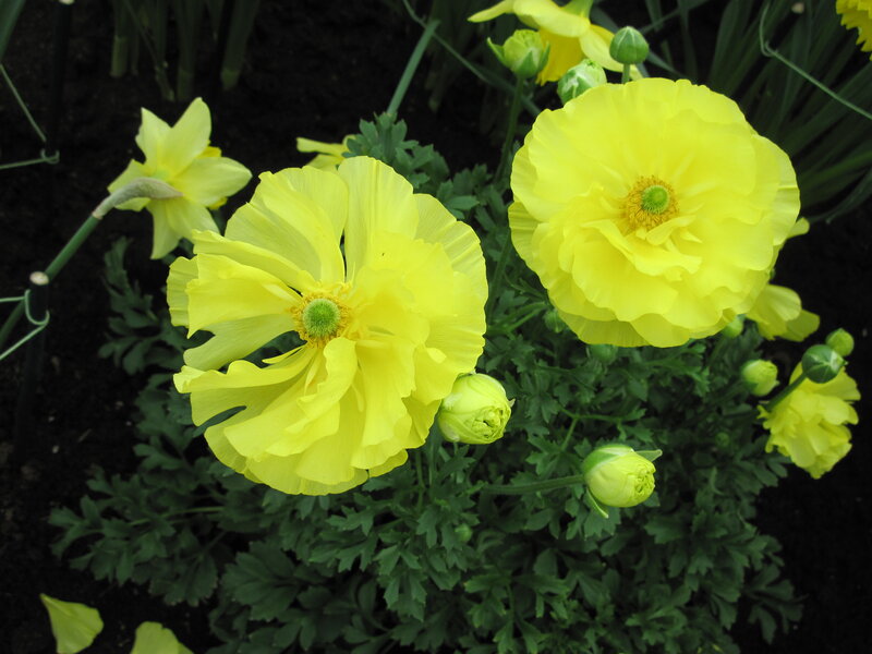 Yellow Ranunculus Flowers — Calm, Spring, Photograph, Buds