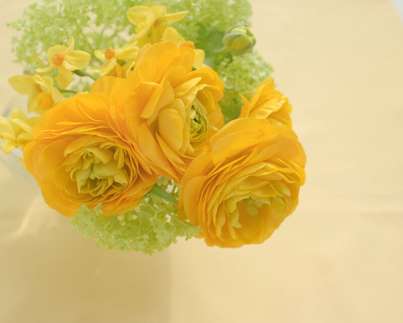 Yellow Ranunculus Flowers — Calm, Spring, Photograph, Daffodils
