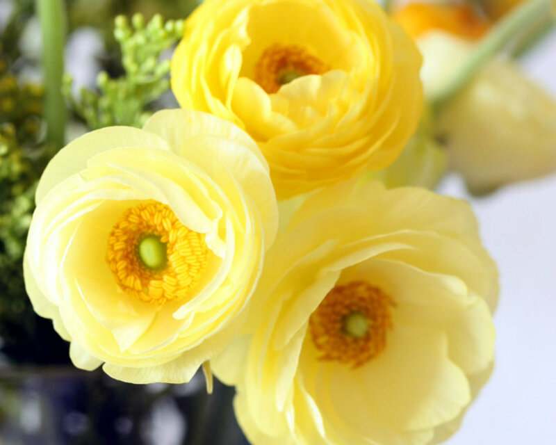 Yellow Ranunculus Flowers — Calm, Spring, Photograph, Green Buds