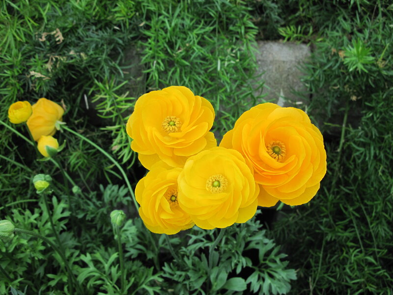 Yellow Ranunculus Flowers — Calm, Spring, Photograph, Green Foliage