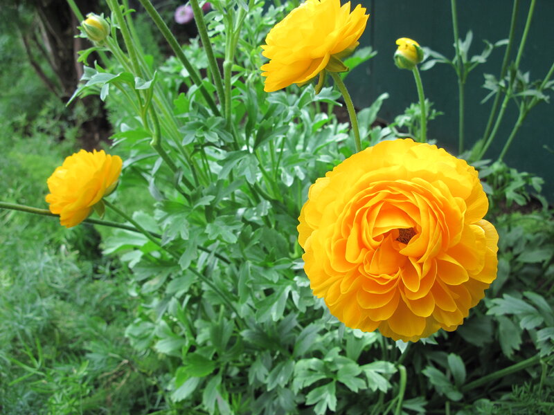 Yellow Ranunculus Flowers — Calm, Spring, Photograph, Green Leaves, Flower Buds, Grass