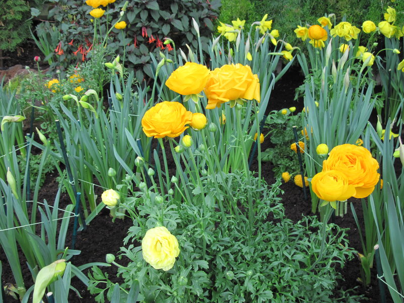 Yellow Ranunculus Flowers — Calm, Spring, Photograph, Green Leaves, Flower Buds