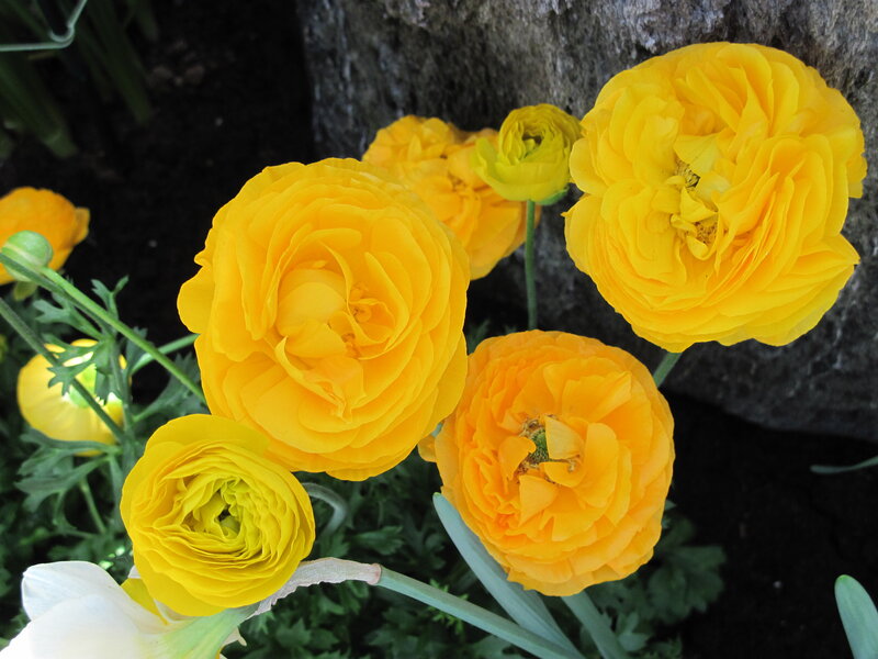 Yellow Ranunculus Flowers — Calm, Spring, Photograph, Green Leaves, Rock