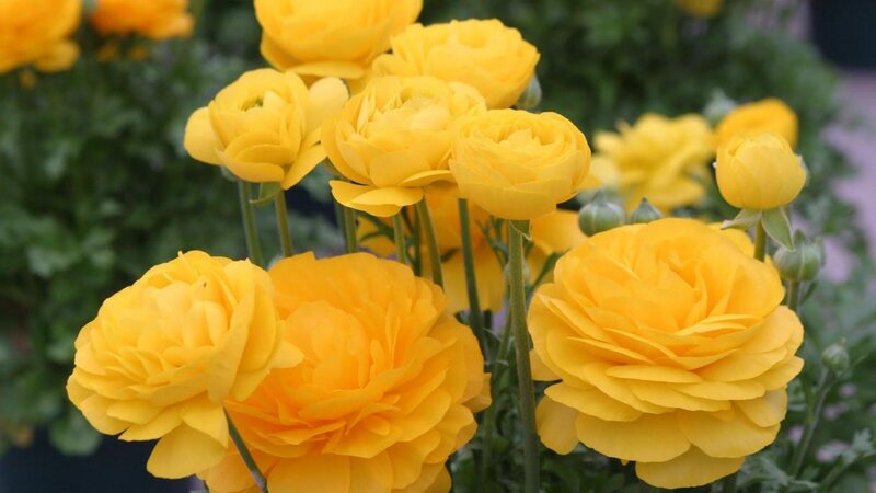 Yellow Ranunculus Flowers — Calm, Spring, Photograph, Stems