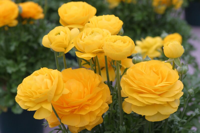 Yellow Ranunculus Flowers — Calm, Spring, Photograph