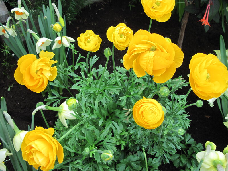 Yellow Ranunculus Flowers — Calm, Spring, Photograph, White Daffodils, Green Leaves