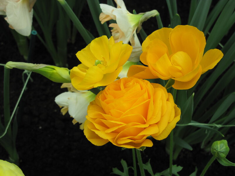 Yellow Ranunculus Flowers — Calm, Spring, Photograph, White Daffodils