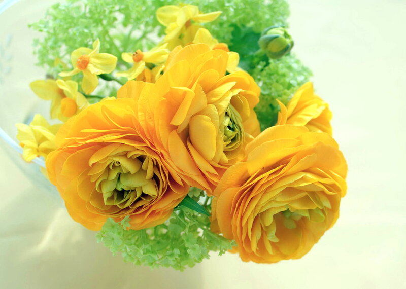 Yellow Ranunculus Flowers — Calm, Spring