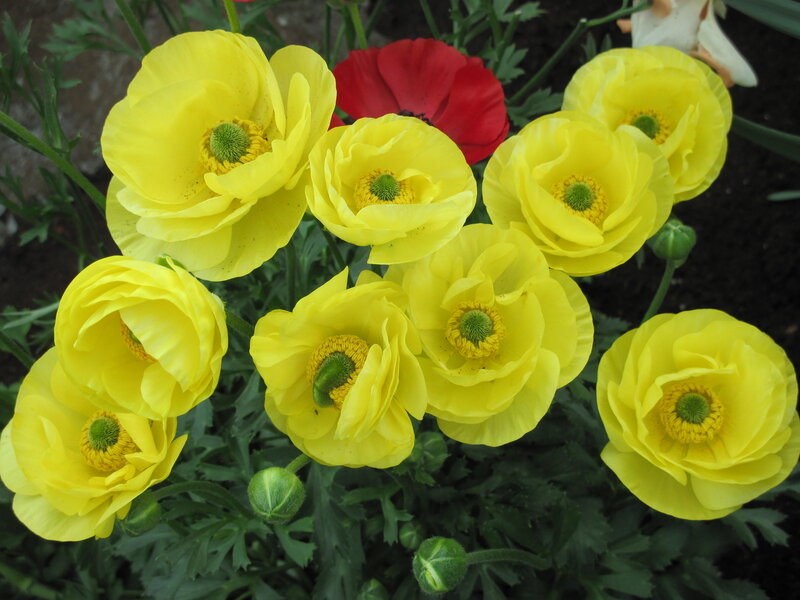 Yellow Ranunculus Flowers — Natural