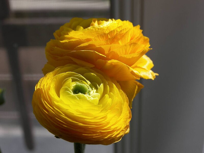 Yellow Ranunculus Flowers — Serene, Afternoon, Photograph