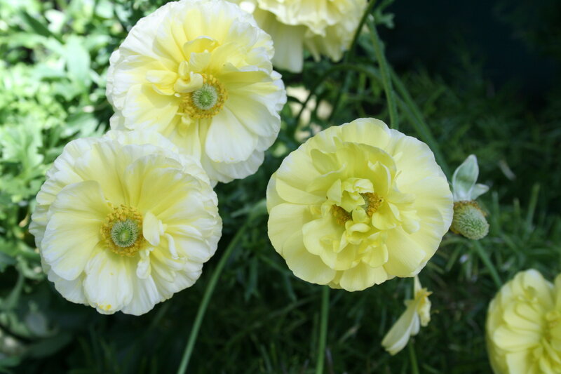 Yellow Ranunculus Flowers — Serene, Afternoon