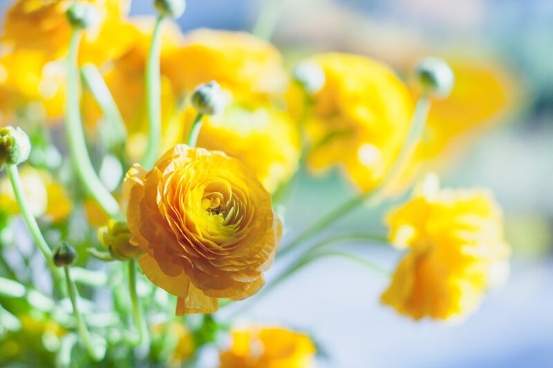 Yellow Ranunculus Flowers — Serene, Morning