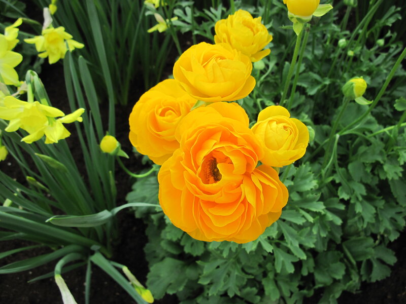 Yellow Ranunculus Flowers — Serene, Spring, Photograph, Daffodils
