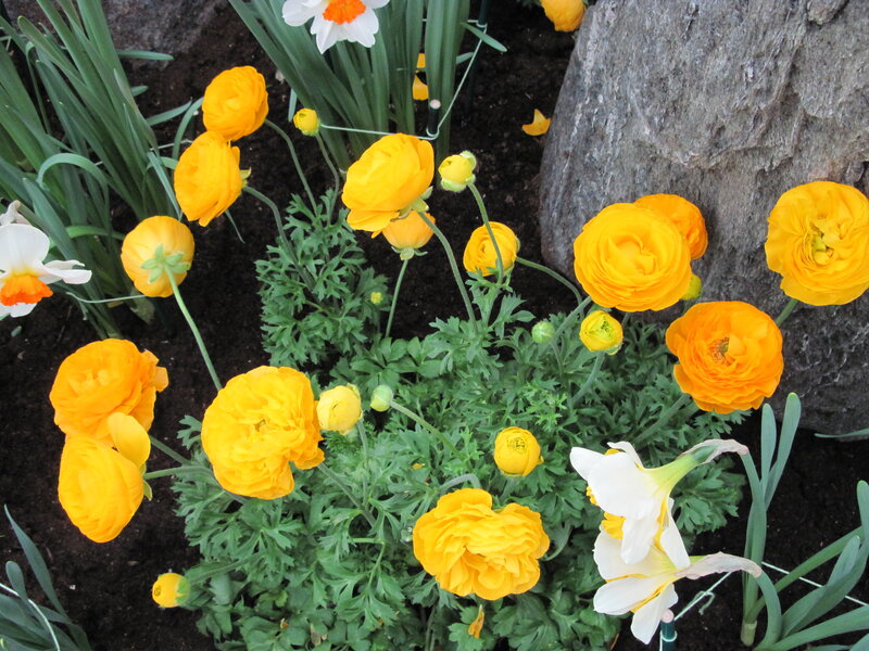 Yellow Ranunculus Flowers — Serene, Spring, Photograph