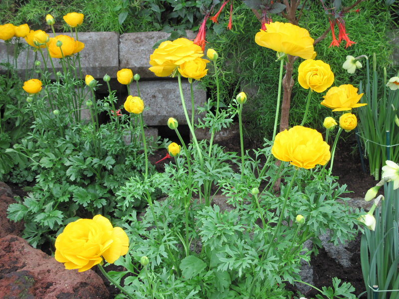 Yellow Ranunculus Flowers — Serene, Spring