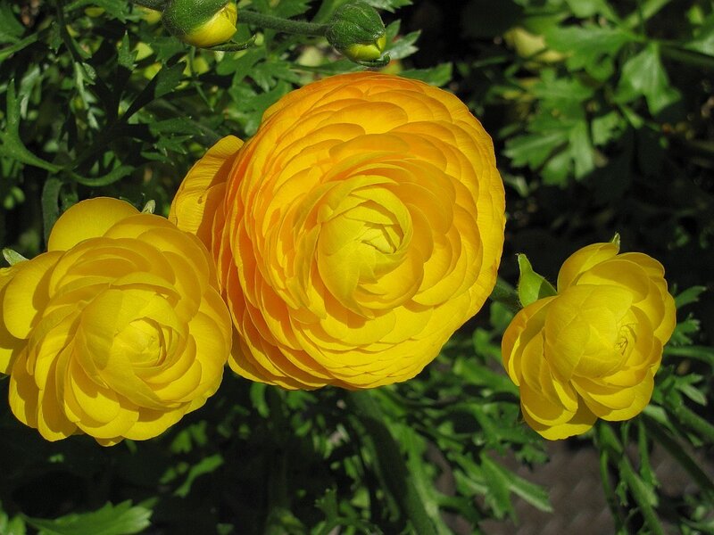 Yellow Ranunculus Flowers — Serene