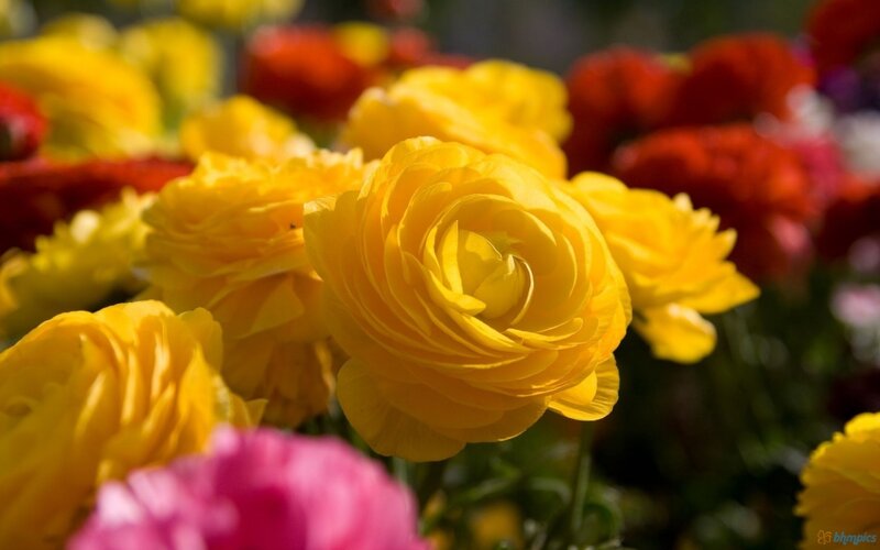 Yellow Ranunculus Flowers — Vibrant, Afternoon, Photograph