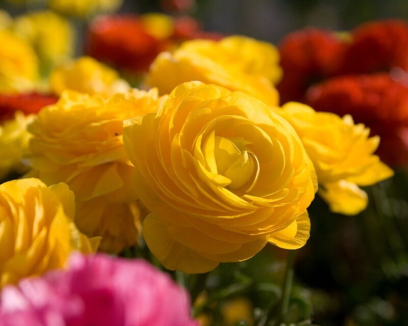 Yellow Ranunculus Flowers — Vibrant, Afternoon