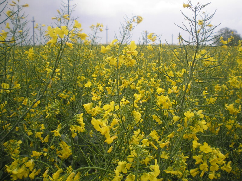 Yellow rapeseed field