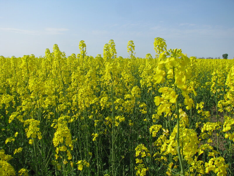 Yellow rapeseed field