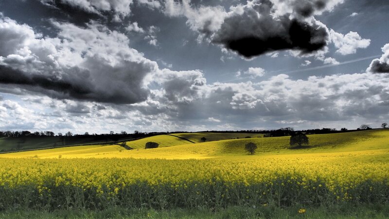 Yellow Rapeseed Field — Dramatic, Afternoon