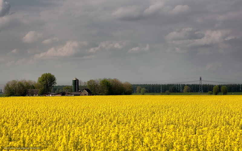 Yellow Rapeseed Field — Dramatic, Spring