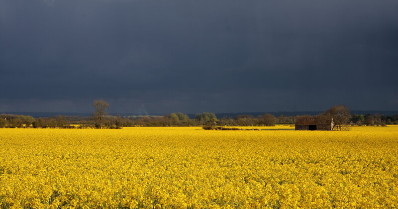 Yellow Rapeseed Field — Dramatic