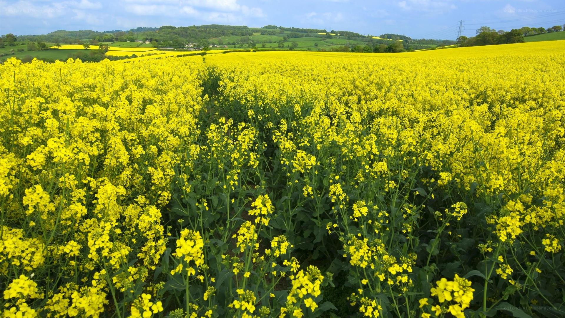 Yellow rapeseed field in bloom