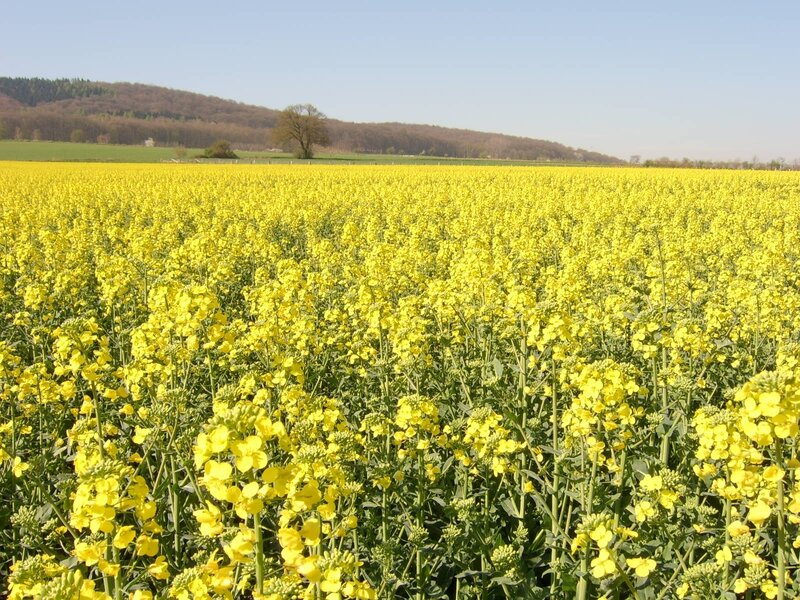 Yellow rapeseed field in bloom