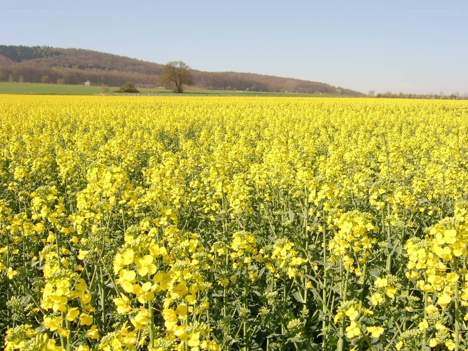 Yellow rapeseed field in bloom