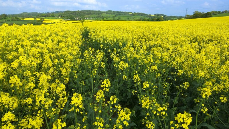 Yellow rapeseed field landscape