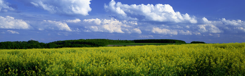Yellow Rapeseed Field — Serene, Afternoon, Photograph, Clouds