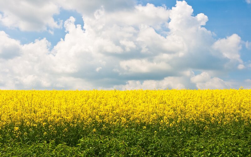 Yellow Rapeseed Field — Serene, Afternoon, Photograph, Sky, Clouds