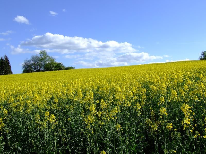 Yellow Rapeseed Field — Serene, Afternoon, Photograph