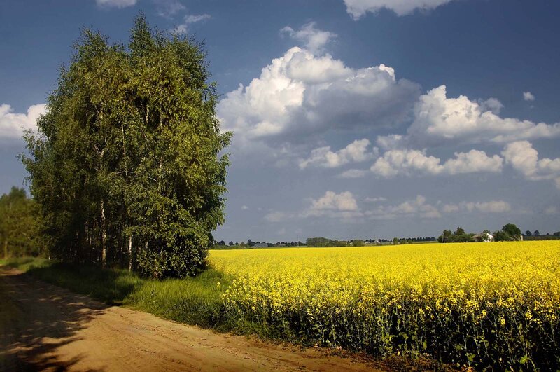 Yellow Rapeseed Field — Serene, Afternoon, Photograph, Tree