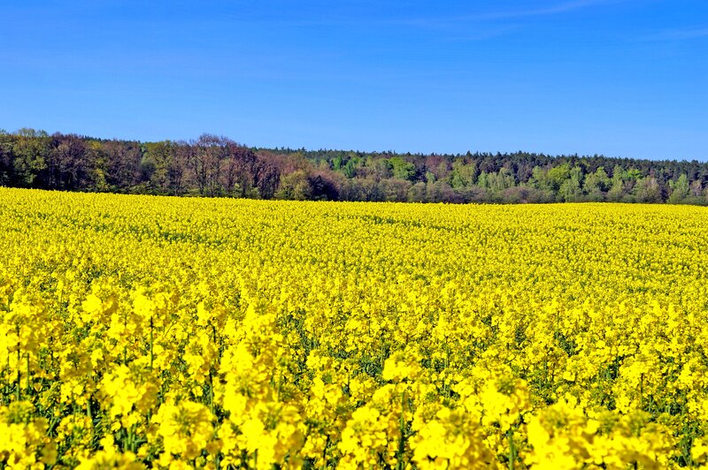 Yellow Rapeseed Field — Serene, Spring, Photograph, Forest