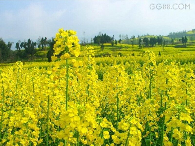 Yellow Rapeseed Field — Serene, Spring, Photograph