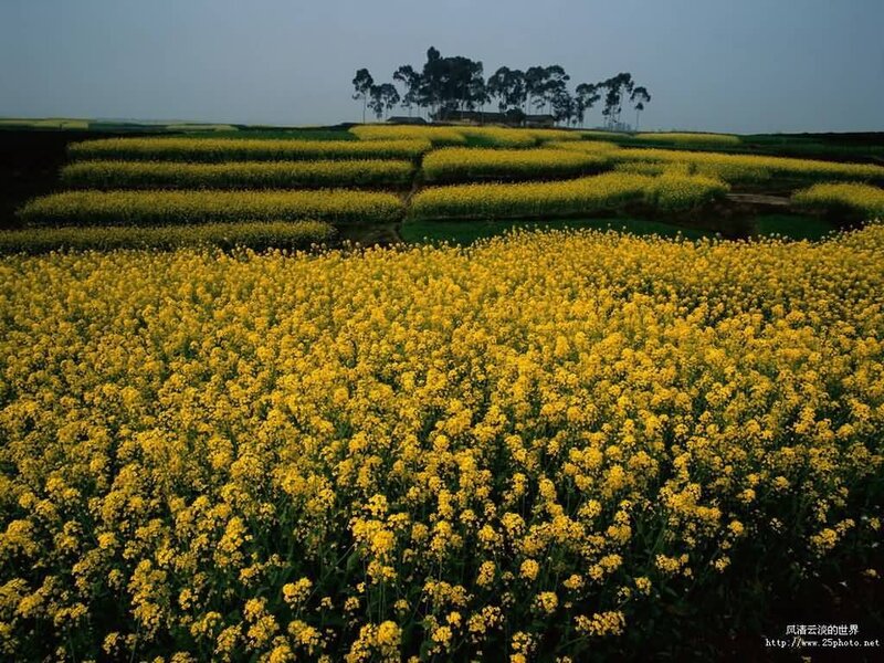 Yellow Rapeseed Field — Serene, Spring, Photograph, Trees