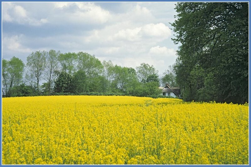 Yellow Rapeseed Field — Serene, Spring