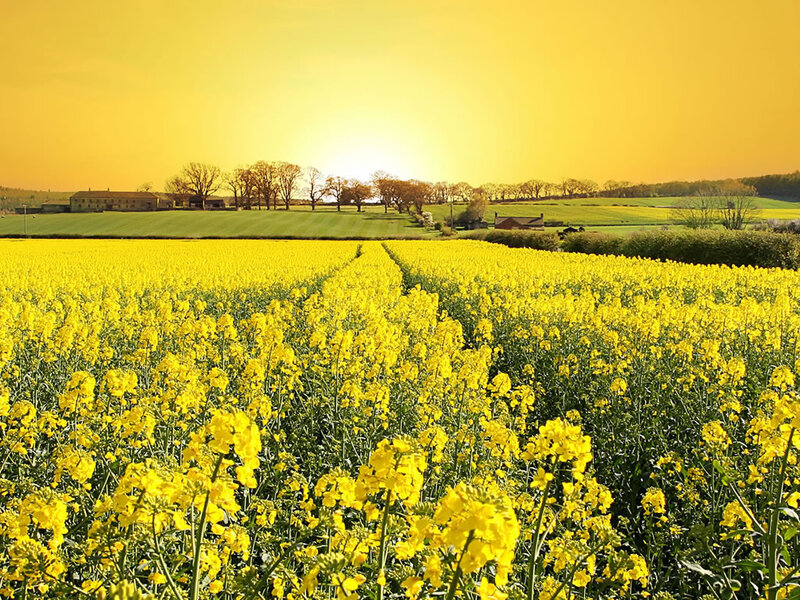 Yellow Rapeseed Field — Serene