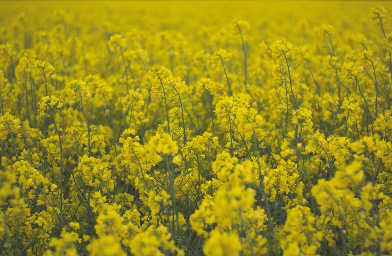 Yellow rapeseed field