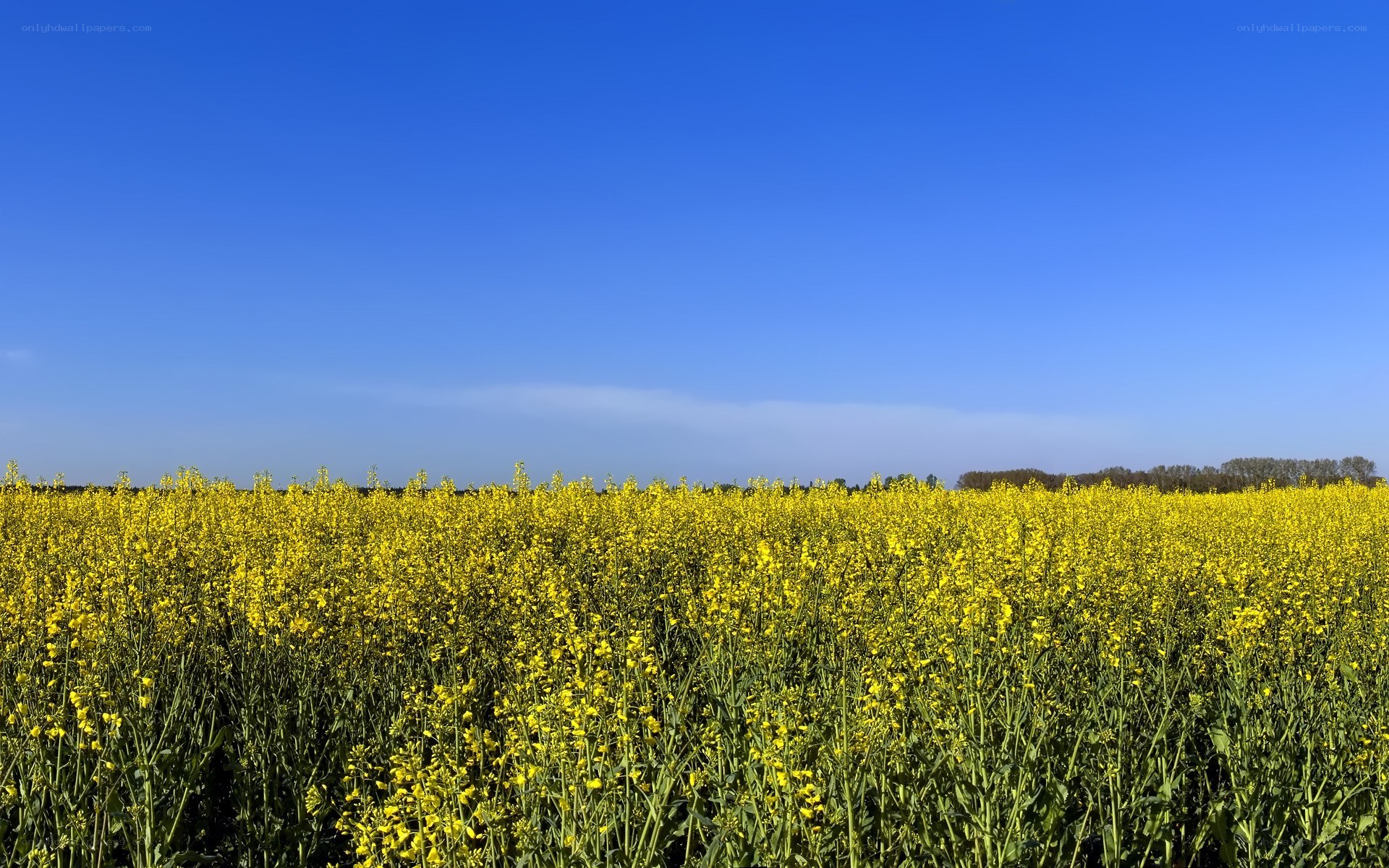 Yellow rapeseed field under blue sky
